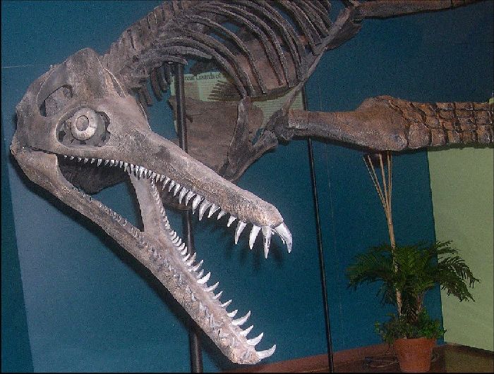 標本 Ethioia Compsocephalus k.werneri 35mm Ethioia Compsocephalus